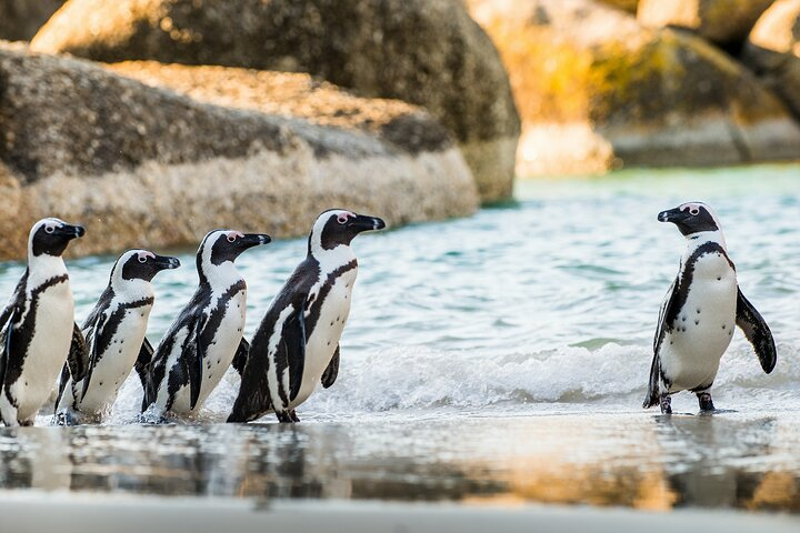 Cape Town: 4 Day Tour Combo Including entrance fees - Photo 1 of 14